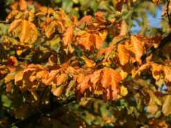 Rotbuche -Edelrosen Geschaft rotbuche m000028 w 13