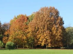 Rotbuche -Edelrosen Geschaft rotbuche m000028 w 14