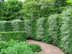 Rotbuche -Edelrosen Geschaft rotbuche m000028 w 4