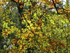 Rotbuche -Edelrosen Geschaft rotbuche m000028 w 6