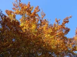 Rotbuche -Edelrosen Geschaft rotbuche m000028 w 7