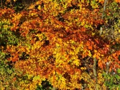 Rotbuche -Edelrosen Geschaft rotbuche m000028 w 9