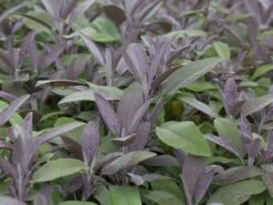 Salbei 'Purpurascens' -Edelrosen Geschaft salbei purpurascens m015187 w 1