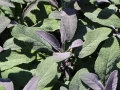 Salbei 'Purpurascens' -Edelrosen Geschaft salbei purpurascens m015187 w 2