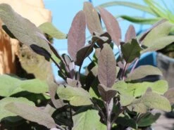 Salbei 'Purpurascens' -Edelrosen Geschaft salbei purpurascens m015187 w 4