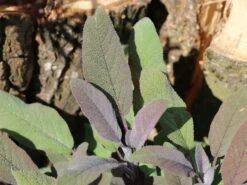 Salbei 'Purpurascens' -Edelrosen Geschaft salbei purpurascens m015187 w 6