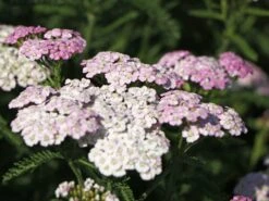 Schafgarbe 'Apfelblüte' -Edelrosen Geschaft schafgarbe apfelbluete m085442 w 2