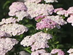 Schafgarbe 'Apfelblüte' -Edelrosen Geschaft schafgarbe apfelbluete m085442 w 3