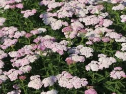 Schafgarbe 'Apfelblüte' -Edelrosen Geschaft schafgarbe apfelbluete m085442 w 4