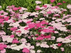 Schafgarbe 'Apfelblüte' -Edelrosen Geschaft schafgarbe apfelbluete m085442 w 6