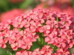 Schafgarbe 'Apricot Delight' -Edelrosen Geschaft schafgarbe apricot delight m057542 w 0