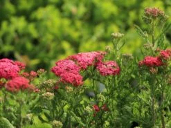 Schafgarbe 'Apricot Delight' -Edelrosen Geschaft schafgarbe apricot delight m057542 w 10