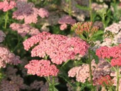 Schafgarbe 'Apricot Delight' -Edelrosen Geschaft schafgarbe apricot delight m057542 w 2