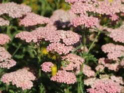 Schafgarbe 'Apricot Delight' -Edelrosen Geschaft schafgarbe apricot delight m057542 w 3