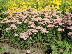 Schafgarbe 'Apricot Delight' -Edelrosen Geschaft schafgarbe apricot delight m057542 w 4