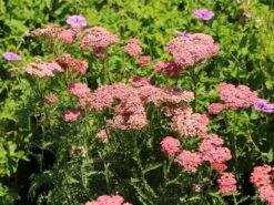 Schafgarbe 'Apricot Delight' -Edelrosen Geschaft schafgarbe apricot delight m057542 w 8