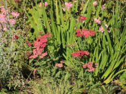 Schafgarbe 'Apricot Delight' -Edelrosen Geschaft schafgarbe apricot delight m057542 w 9