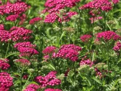 Schafgarbe 'New Vintage Violet' -Edelrosen Geschaft schafgarbe new vintage violet m117782 w 1