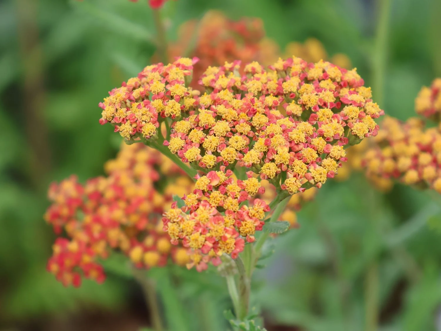 Schafgarbe 'Safran' 1 Schafgarbe 'Safran'