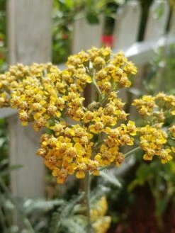 Schafgarbe 'Terracotta' -Edelrosen Geschaft schafgarbe terracotta m011340 193676 0