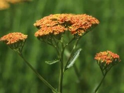 Schafgarbe 'Terracotta' -Edelrosen Geschaft schafgarbe terracotta m011340 w 2