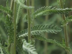 Schafgarbe 'Terracotta' -Edelrosen Geschaft schafgarbe terracotta m011340 w 5