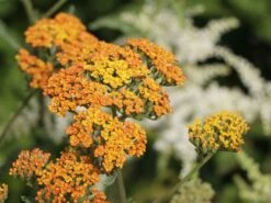 Schafgarbe 'Terracotta' -Edelrosen Geschaft schafgarbe terracotta m011340 w 7