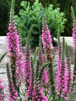 Scheinähriger Ehrenpreis 'Baby Doll' ® -Edelrosen Geschaft scheinaehriger ehrenpreis baby doll m060708 193676 1