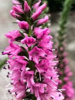 Scheinähriger Ehrenpreis 'Baby Doll' ® -Edelrosen Geschaft scheinaehriger ehrenpreis baby doll m060708 828306 0