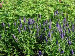 Scheinähriger Ehrenpreis 'First Glory'