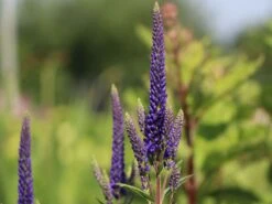 Scheinähriger Ehrenpreis 'First Glory' -Edelrosen Geschaft scheinaehriger ehrenpreis first glory m063154 w 1