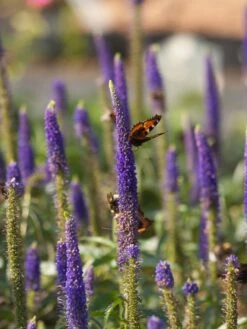 Scheinähriger Ehrenpreis 'First Glory' -Edelrosen Geschaft scheinaehriger ehrenpreis first glory m063154 w 2