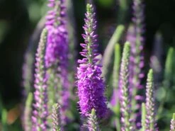 Scheinähriger Ehrenpreis 'Purpleiciosus' -Edelrosen Geschaft scheinaehriger ehrenpreis purpleiciosus m060726 w 0