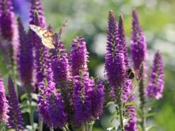 Scheinähriger Ehrenpreis 'Purpleiciosus' -Edelrosen Geschaft scheinaehriger ehrenpreis purpleiciosus m060726 w 1