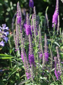 Scheinähriger Ehrenpreis 'Purpleiciosus' -Edelrosen Geschaft scheinaehriger ehrenpreis purpleiciosus m060726 w 2
