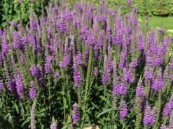 Scheinähriger Ehrenpreis 'Purpleiciosus' -Edelrosen Geschaft scheinaehriger ehrenpreis purpleiciosus m060726 w 3