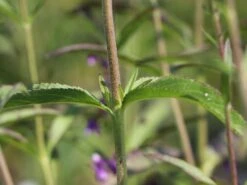 Scheinähriger Ehrenpreis 'Purpleiciosus' -Edelrosen Geschaft scheinaehriger ehrenpreis purpleiciosus m060726 w 4