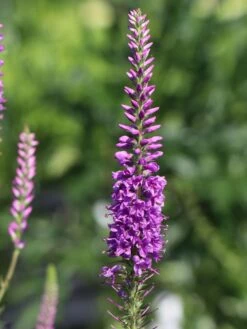 Scheinähriger Ehrenpreis 'Purpleiciosus' -Edelrosen Geschaft scheinaehriger ehrenpreis purpleiciosus m060726 w 5