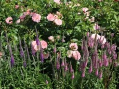 Scheinähriger Ehrenpreis 'Purpleiciosus' -Edelrosen Geschaft scheinaehriger ehrenpreis purpleiciosus m060726 w 7