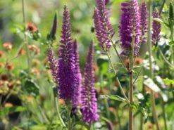 Scheinähriger Ehrenpreis 'Purpleiciosus' -Edelrosen Geschaft scheinaehriger ehrenpreis purpleiciosus m060726 w 8