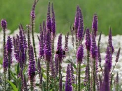 Scheinähriger Ehrenpreis 'Purpleiciosus' -Edelrosen Geschaft scheinaehriger ehrenpreis purpleiciosus m060726 w 9