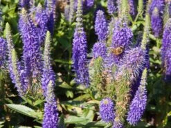 Scheinähriger Ehrenpreis 'Ulster Blue Dwarf' -Edelrosen Geschaft scheinaehriger ehrenpreis ulster blue dwarf m082511 w 1