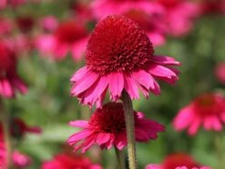 Scheinsonnenhut 'Delicious Candy' 18 Scheinsonnenhut 'Delicious Candy' -Edelrosen Geschaft scheinsonnenhut delicious candy m110948 w 2