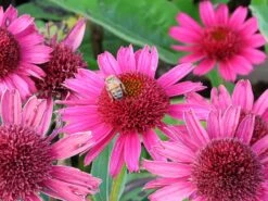 Scheinsonnenhut 'Delicious Candy' 19 Scheinsonnenhut 'Delicious Candy' -Edelrosen Geschaft scheinsonnenhut delicious candy m110948 w 8