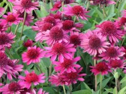 Scheinsonnenhut 'Delicious Candy' 14 Scheinsonnenhut 'Delicious Candy' -Edelrosen Geschaft scheinsonnenhut delicious candy m110948 w 9