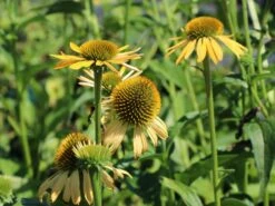 Purpur-Sonnenhut / Roter Scheinsonnenhut 'Harvest Moon' -Edelrosen Geschaft scheinsonnenhut harvest moon m079833 w 0