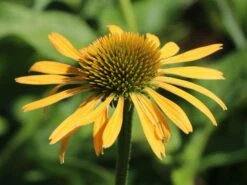 Purpur-Sonnenhut / Roter Scheinsonnenhut 'Harvest Moon' -Edelrosen Geschaft scheinsonnenhut harvest moon m079833 w 1