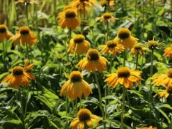 Scheinsonnenhut 'Prairie Blaze Yellow' -Edelrosen Geschaft scheinsonnenhut prairie blaze yellow m121524 w 1