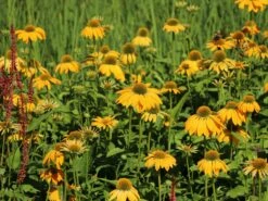 Scheinsonnenhut 'Prairie Blaze Yellow' -Edelrosen Geschaft scheinsonnenhut prairie blaze yellow m121524 w 2