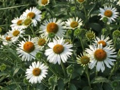 Scheinsonnenhut SunSeekers 'White'